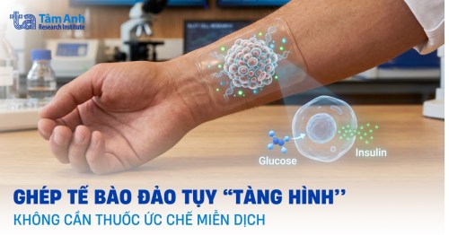Ghép tế bào đảo tụy biến đổi gene không cần ức chế miễn dịch trong điều trị đái tháo đường type 1